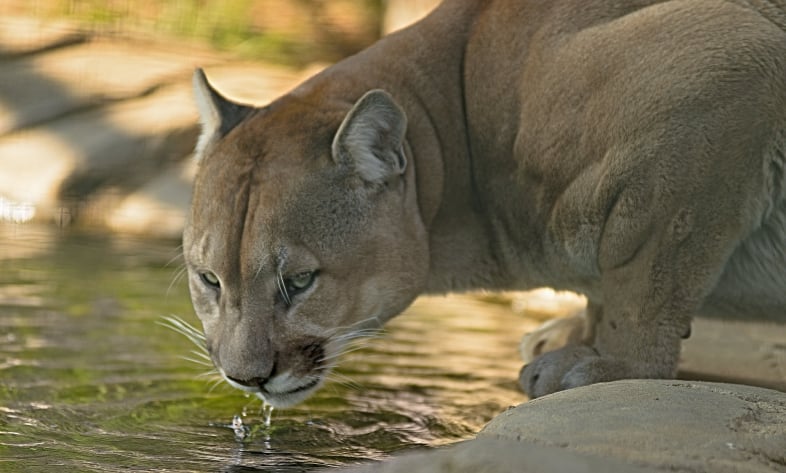 drinking water